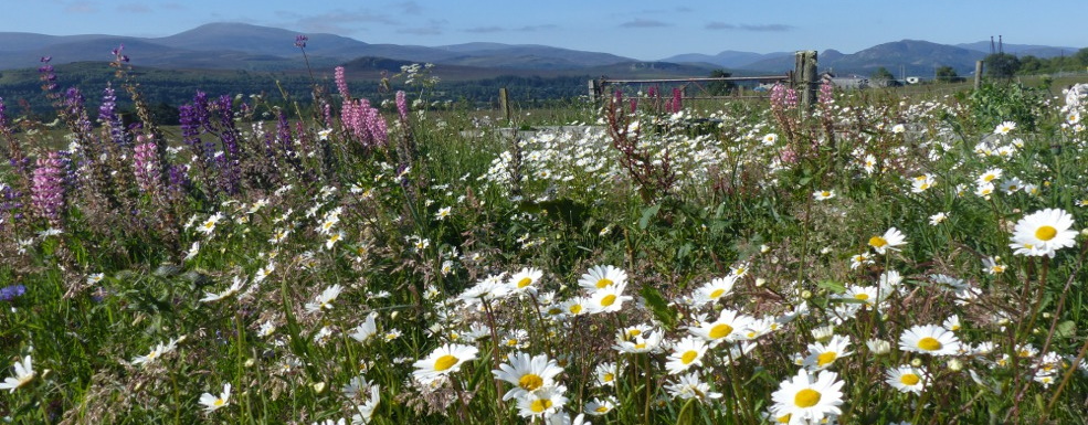 picture of flower feild