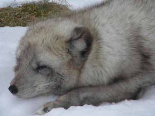 Arctic fox