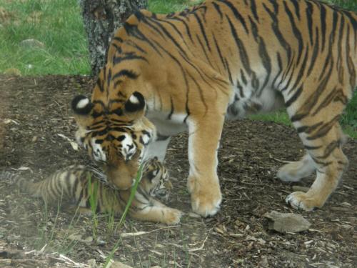Amur Tigers