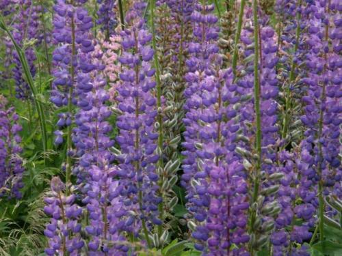 Wild flowers and wildlife abound